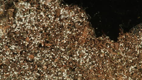 moldy soil closeup