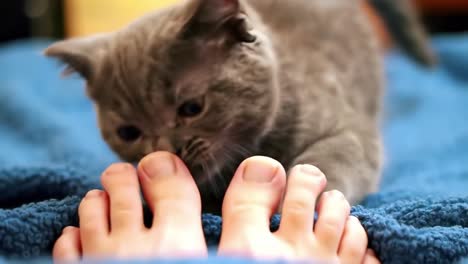 playful kitten interacting with human feet on cozy blanket, showcasing adorable behavior and innocent curiosity in a homely atmosphere