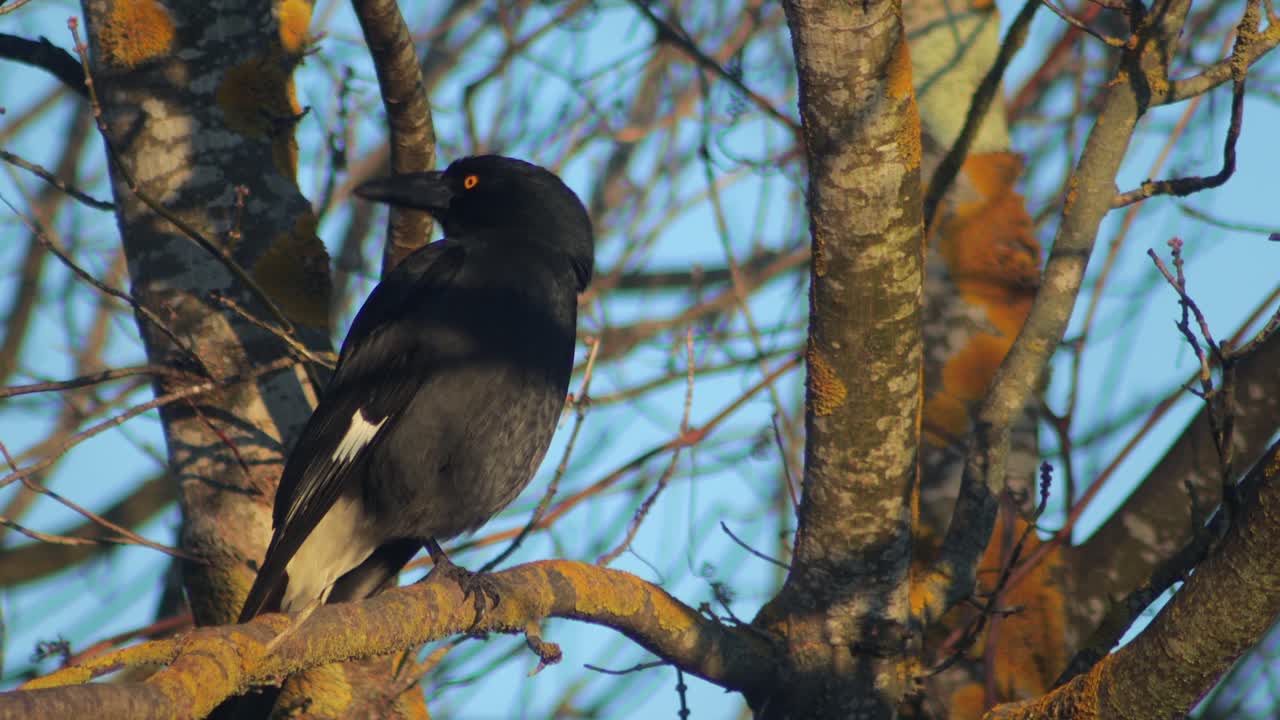 A black bird with striking orange eyes perches on a lichen-covered tree branch against a blue sky.