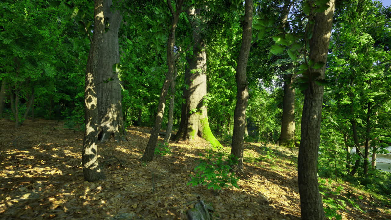 Lush green forest with sunlight filtering through trees in summer