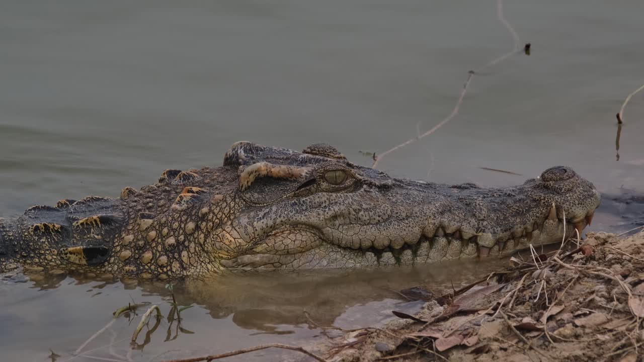 muy capturar mientras la cámara se aleja, cocodrilo siamés crocodylus siamensis, en peligro crítico de extinción, tailandia