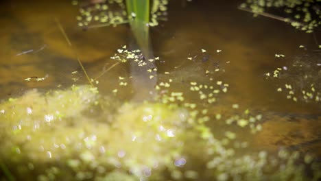 two aquatic insects in the water looking for prey, notonect - notonecta glauca