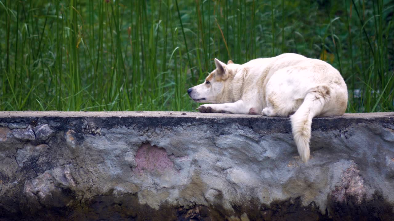 하 개 가 강변 에 휴식 하고 있다