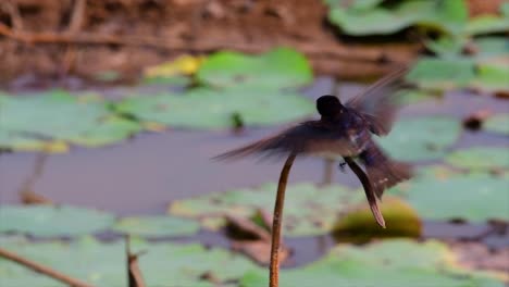 a small fast moving bird which is found almost everywhere in the world, most of the time flying around to catch some small insects