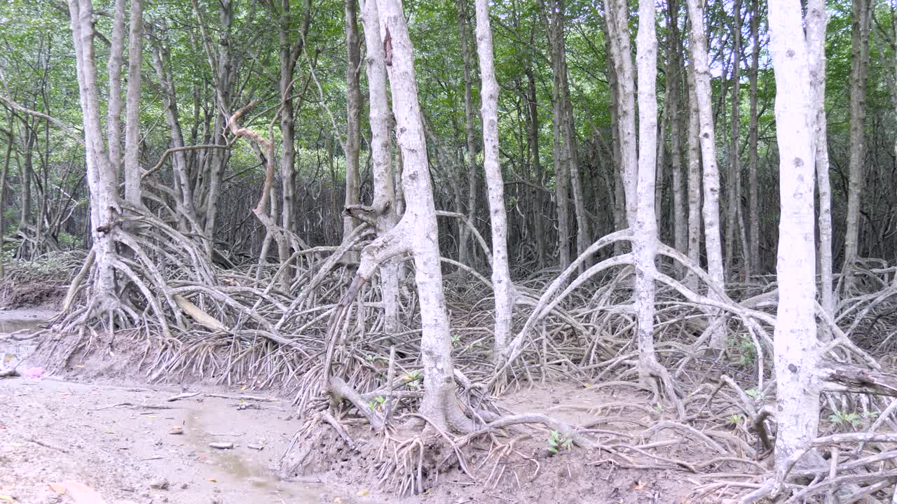 el aire es espeso con olor a salmuera y descomposición, criaturas invisibles se agitan debajo de la superficie