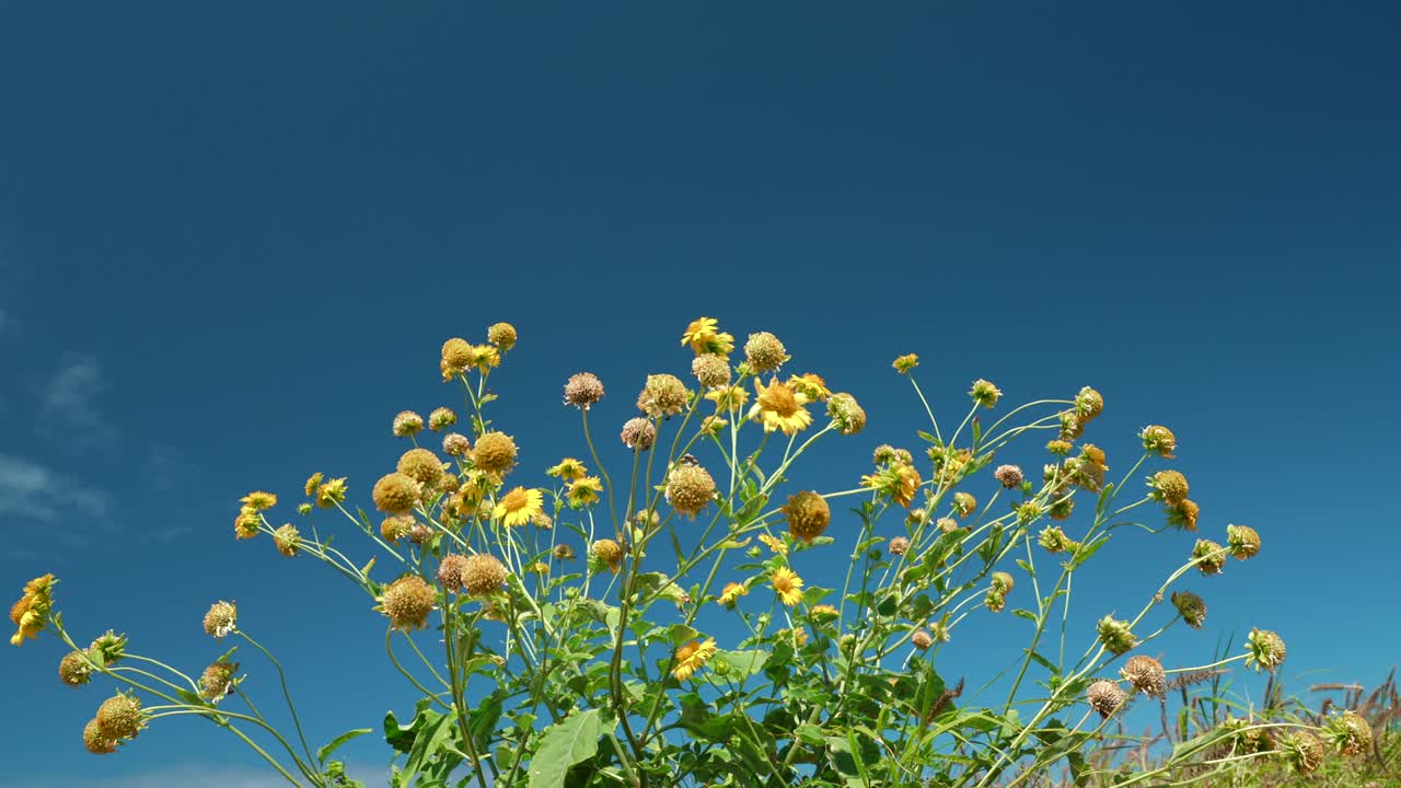 베르베시나 엔셀로이데스, 카이위 해안 경로의 야생 꽃, 칼로코 해변