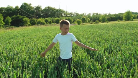 a kid is spinning around himself with arms outstretched and touching unripe spikelets of wheat on a summer day. slow motion