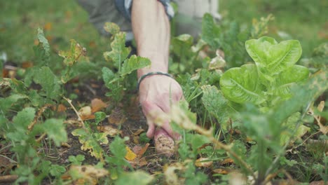 Cosecha-Tirando-De-Un-Solo-Nabo-Cultivado-Orgánicamente-Del-Suelo