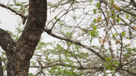 beautiful-Crowned-hornbill-perched-on-tree-opens-wings-and-flies