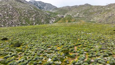 Vorwärtsbewegung-Auf-Einem-Wüstenfeld-Mit-Einigen-Büschen-Und-Bergen-In-Der-Wüste-Von-Palm-Springs,-Ca