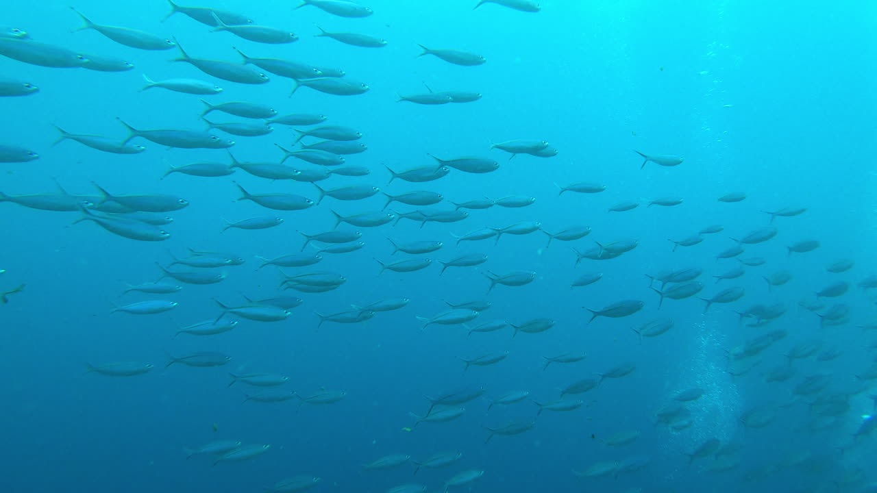 지구의 심장은 파란색입니다.