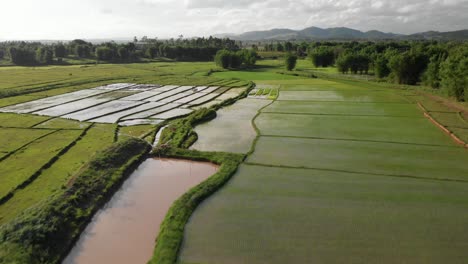 Imágenes-De-4k-De-Vuelo-Sobre-Hermosos-Campos-De-Arroz-En-Un-Valle-Sereno-En-Laos,-Sudeste-De-Asia,-Con-Cielos-Nublados-Y-Montañas-Verdes-Que-Adornan-El-Horizonte