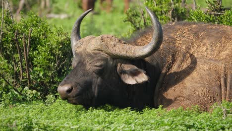 Ein-Kapbüffelbulle,-Der-Weidet-Und-Wiederkäut,-Während-Er-Sich-Zufrieden-Unter-Der-Heißen-Afrikanischen-Sonne-Sonnt