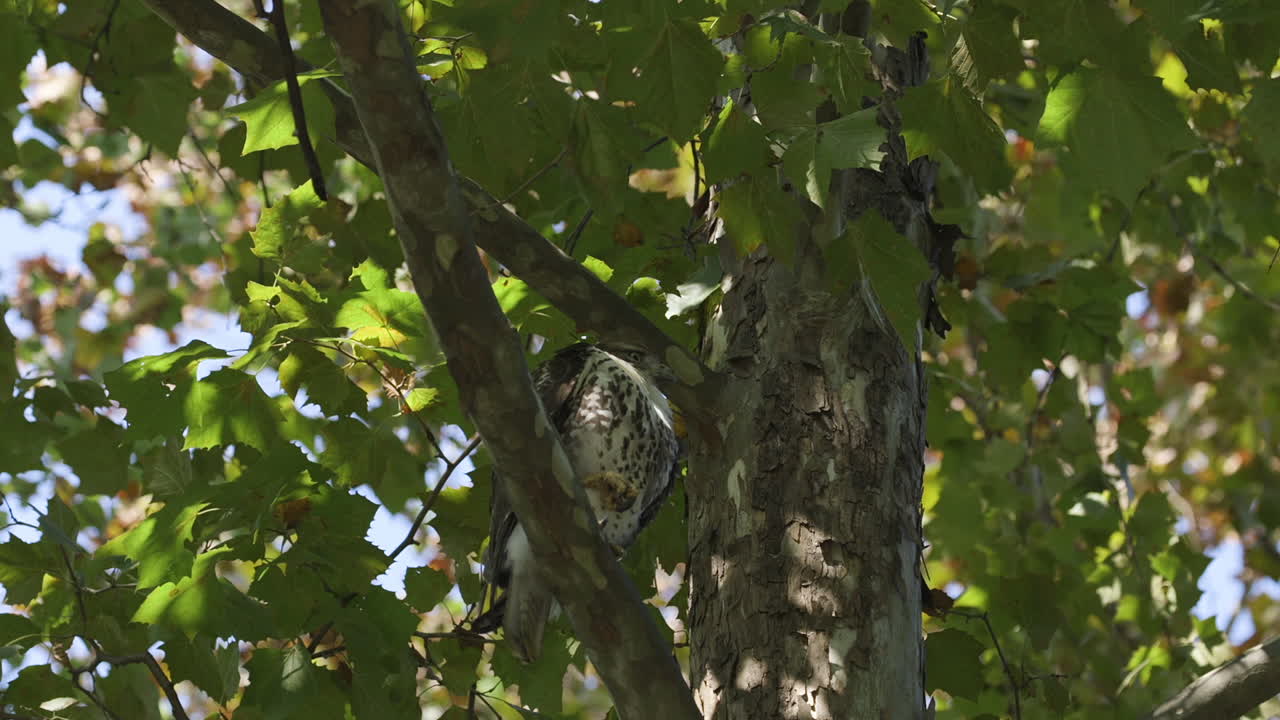 halcón en un árbol, volando lejos