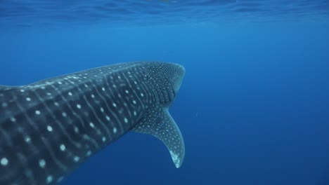 Underwater-shot-close-by-swimming-whale-shark-just-beneath-ocean-surface