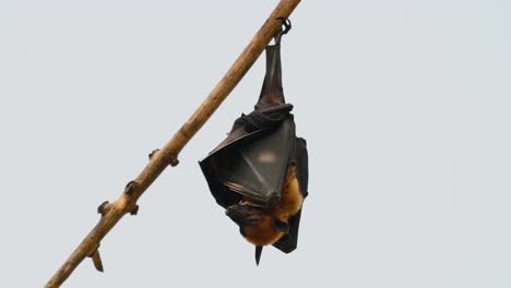 Fruit-Bat,-Pteropus-lyleior,-roosting-during-the-days-with-a-sky-background-at-Wat-Nong-Sida,-Saraburi,-Thailand