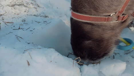 reindeer that eat moss from the ground