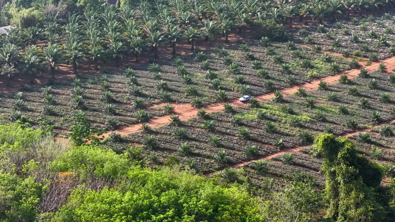 Aerial View of White Car Driving Through Tropical Plantation