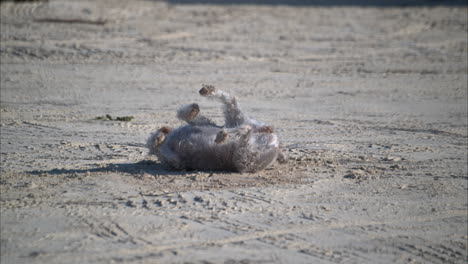 Zeitlupe-Eines-Grauen-Schnauzers,-Der-An-Einem-Sonnigen-Nachmittag-Auf-Dem-Boden-Liegt-Und-Seinen-Rücken-Gegen-Den-Sand-Kratzt