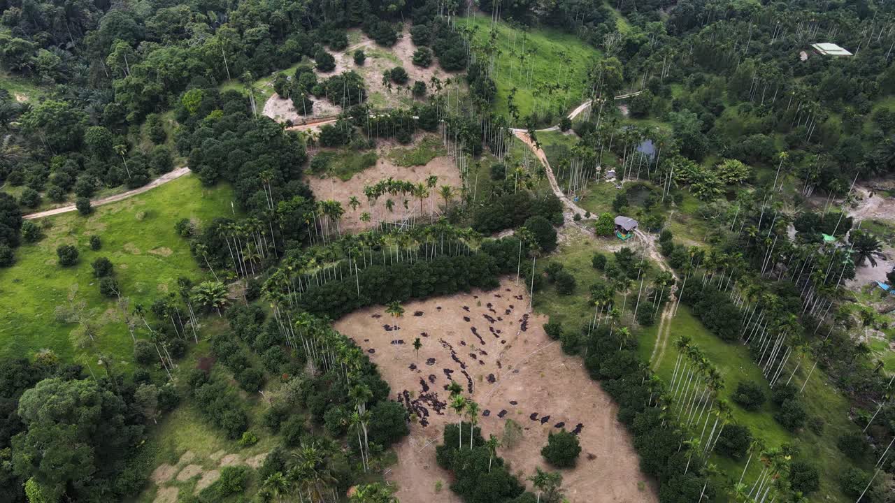 un dron aéreo se disparó hacia adelante sobre una exuberante vegetación verde sobre un terreno montañoso en un día nublado en koh samui, tailandia