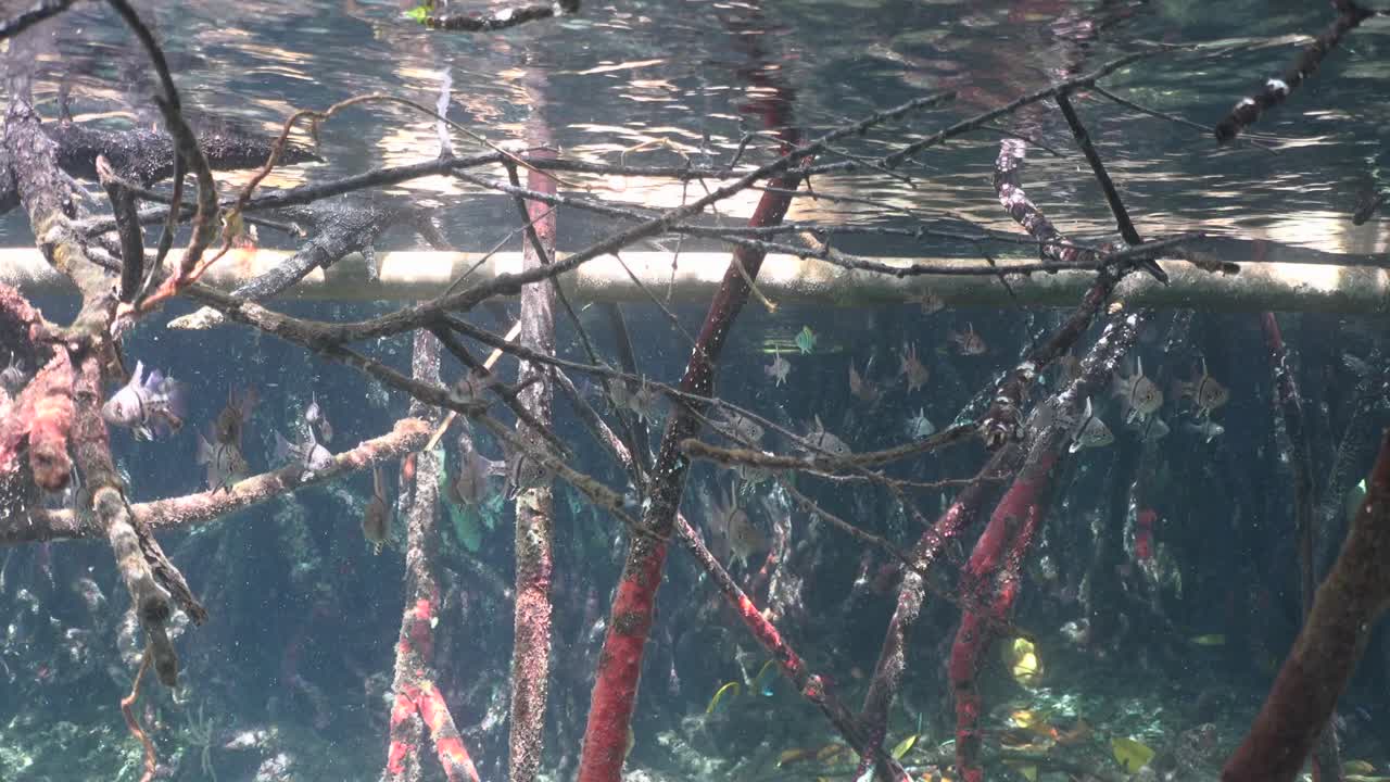 Wide angle shot of mangroves underwater and cardinal fish swimming through branches in shallow water