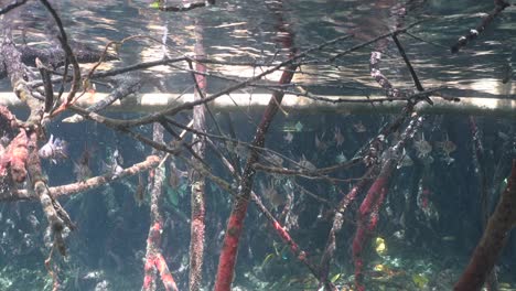 toma de ángulo amplio de manglares bajo el agua y peces cardenales nadando a través de ramas en aguas poco profundas