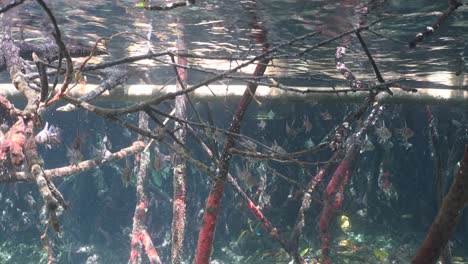 wide angle shot of mangroves underwater and cardinal fish swimming through branches in shallow water