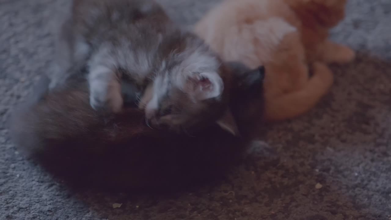 Close up of Maine Coon kitten playing on the floor while another one is sleeping