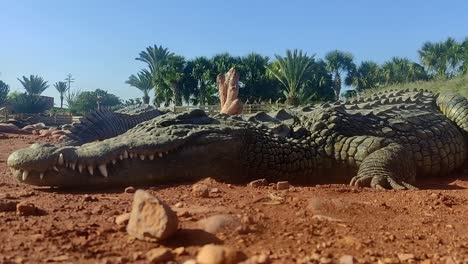 el cocodrilo yace en el suelo en marruecos y se relaja en el fuerte sol.