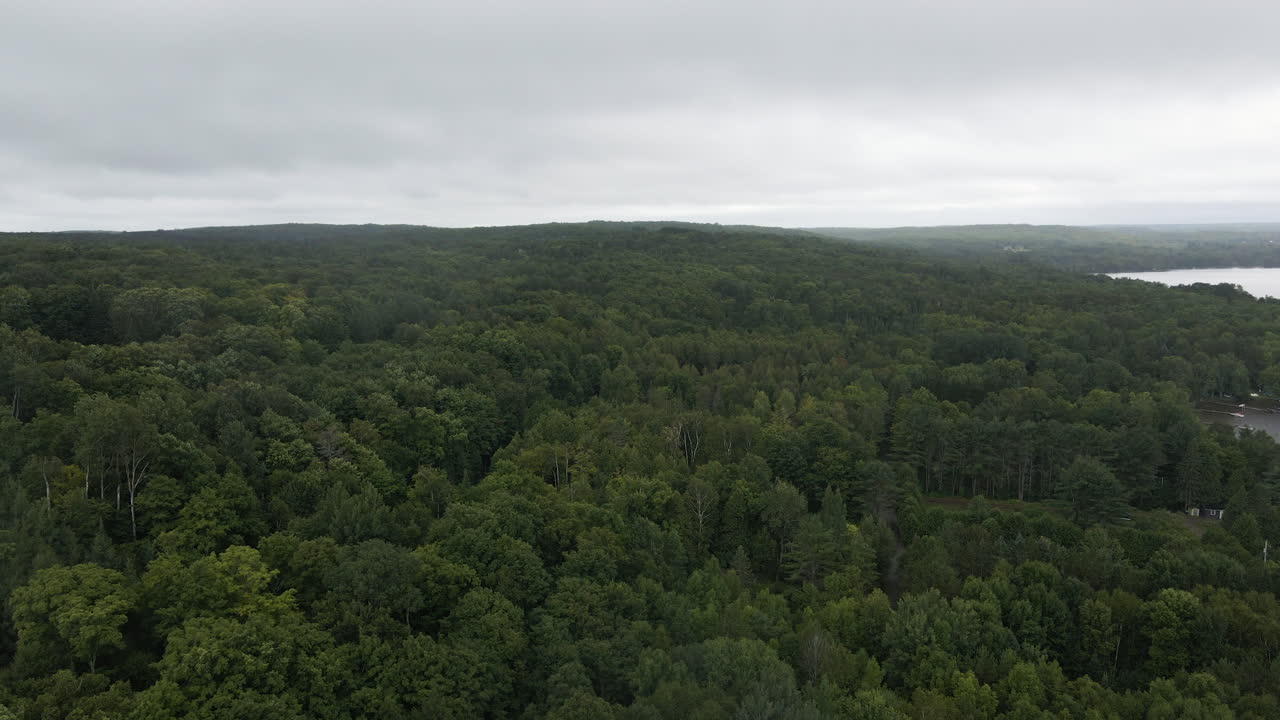 Overview of dense canadian mixed tree canopy forest on cloudy grey sky day