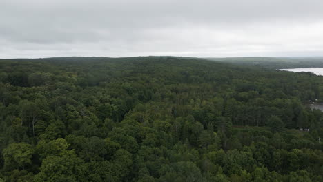 overview of dense canadian mixed tree canopy forest on cloudy grey sky day