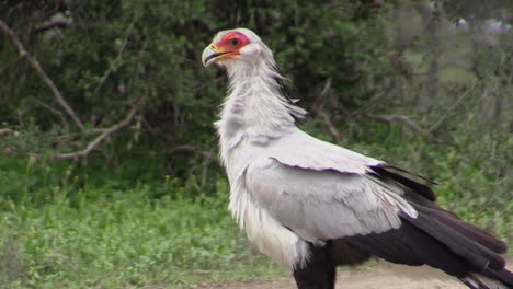 secretarybird-in-green-savanna,-yawns,-opening-beak-and-showing-nictitating-eye-membrane,-medium-shot-side-view