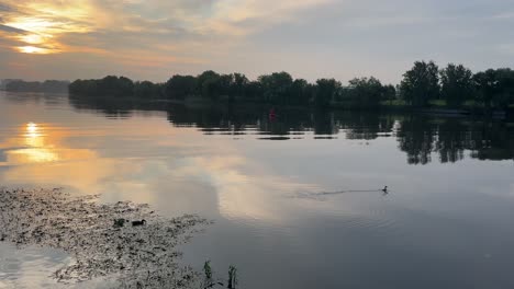 several ducks swim near the shore in the rays of the rising sun (4k60)