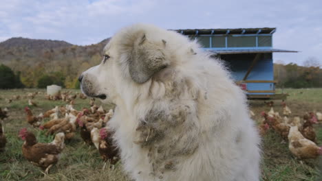 Close-up-of-a-white-guard-dog-on-a-farm-with-chickens-behind-it