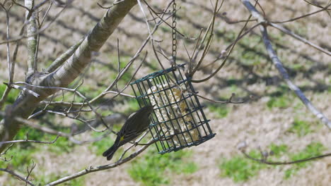 carolina chickadee at a suet bird-feeder during late-winter in south carolina