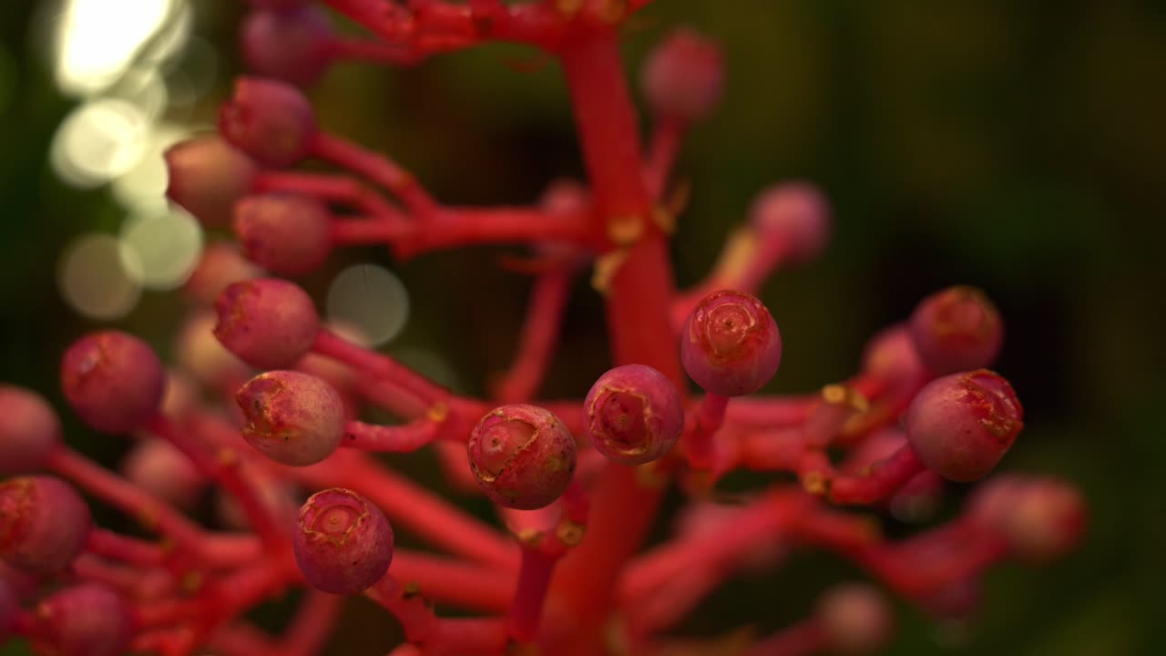 Gemme floreali rosa brillante della pianta Medinilla Speciosa, Uva asiatica vistosa. Primo piano.