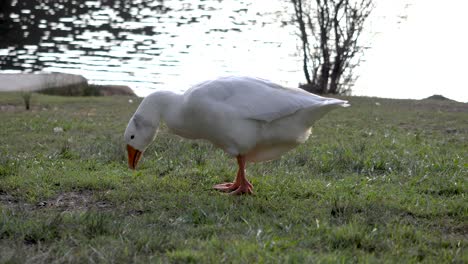 Pato-Ganso-Alimentando-Hierba-Junto-A-Un-Estanque-Relajarse