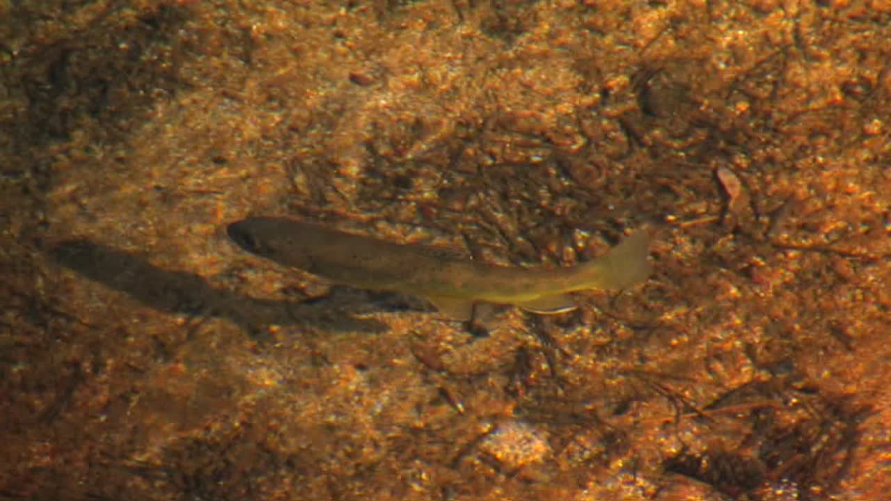 A fish swims in a stream at Tuolumne Meadows in Yosemite National Park