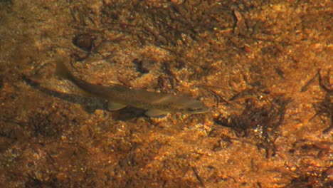 a fish swims in a stream at tuolumne meadows in yosemite national park