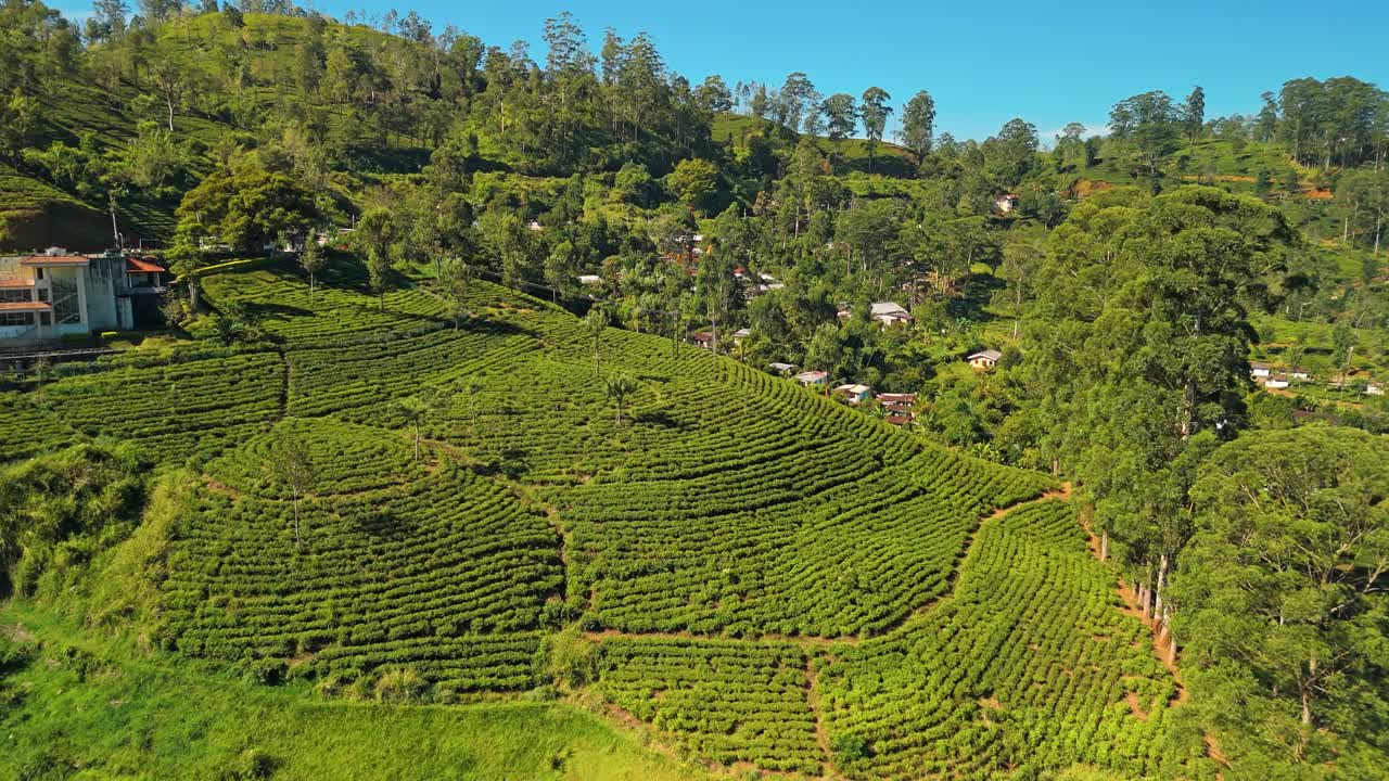 Goditi una vista aerea mozzafiato delle piantagioni di tè Saint Clairs a Nuwara Eliya, Sri Lanka.