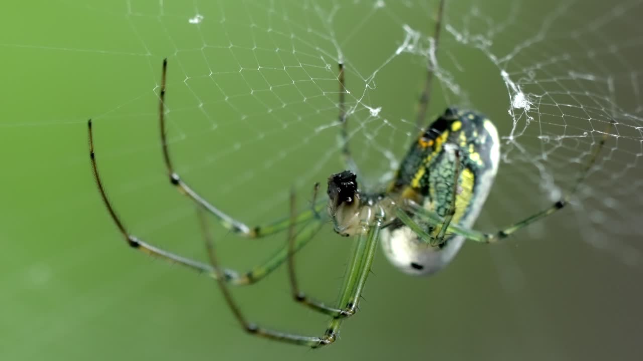 Garden orb-weaver spider consuming prey on web, extreme close-up nature shot