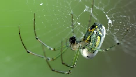 garden orb-weaver spider consuming prey on web, extreme close-up nature shot