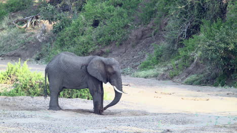 African-elephant-drinking-water-from-a-dug-hole-in-a-dry-riverbed,-Slow-Motion