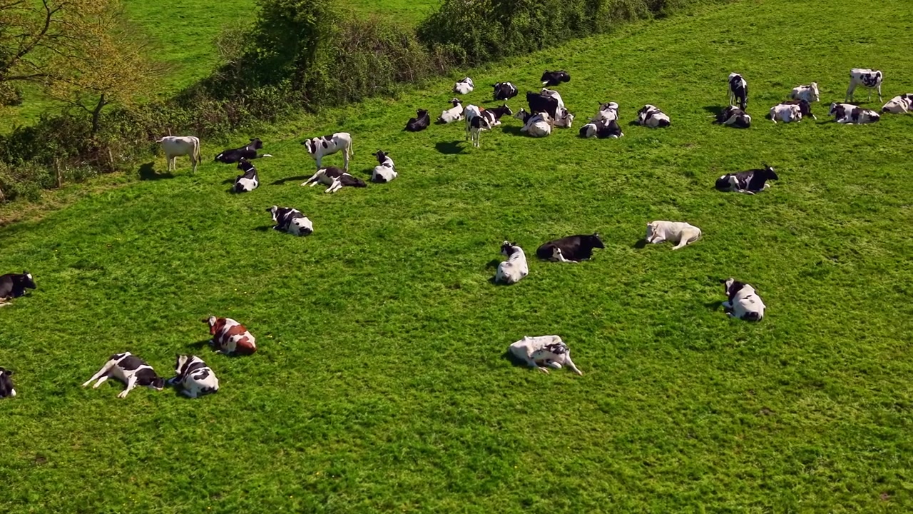 Aerial panning of a peaceful herd of cows resting across a green pasture.
