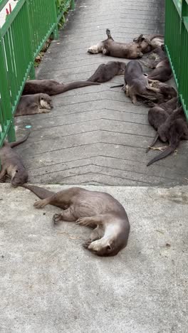 a large group of otters relaxing on a concrete path