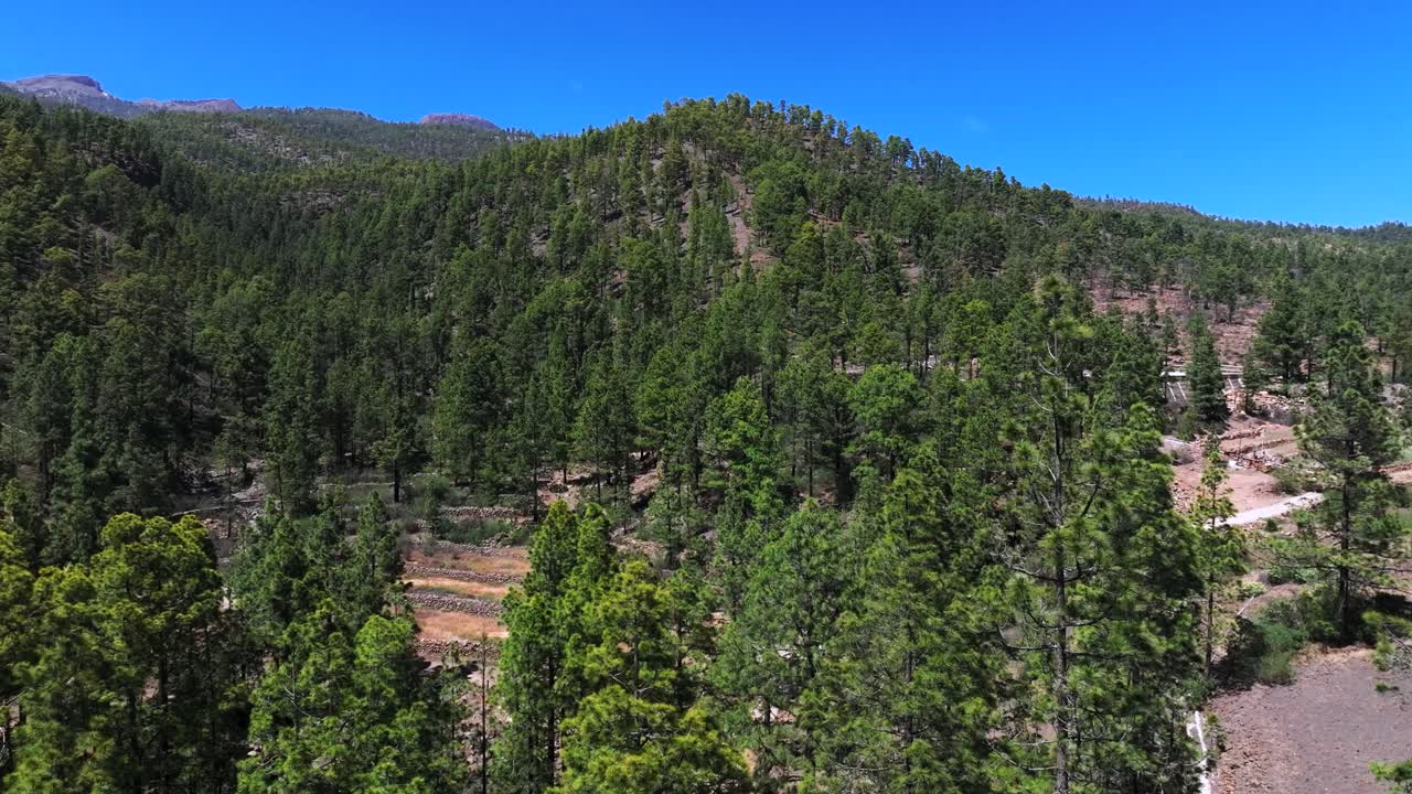 View of dense pine forest on Tenerife's Mohino Mountain