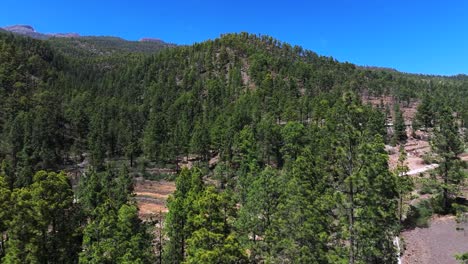 View of dense pine forest on Tenerife&#039;s Mohino Mountain