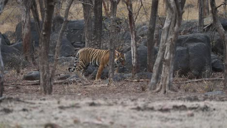 Una-Toma-Amplia-Siguiendo-A-Un-Tigre-De-Bengala-A-Través-Del-Bosque-Seco-Del-Parque-Nacional-Ranthambhore,-India