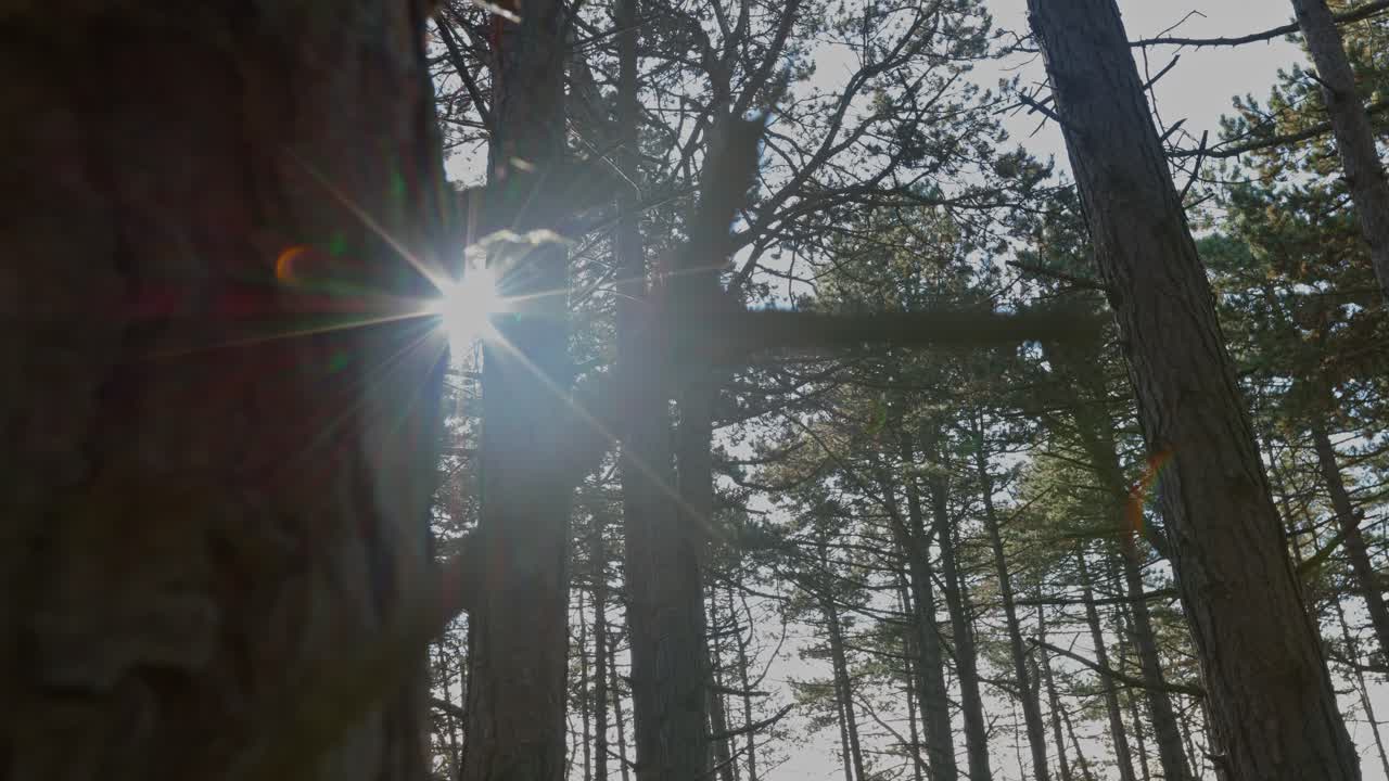 la luz del sol filtrándose a través de un bosque de pinos