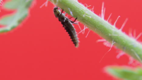 two-spot ladybird larva closeup macro in studio resting and crawling on a green leaf 04